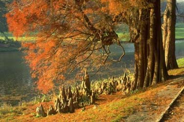 http://www.br.fgov.be/PUBLIC/IMAGES/PICTURES/taxodium.jpg
